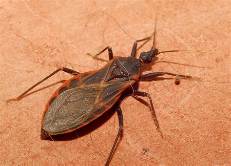 Ciri ciri digigit kissing bug  Gejala sistem pencernaan seperti mual, muntah, atau diare